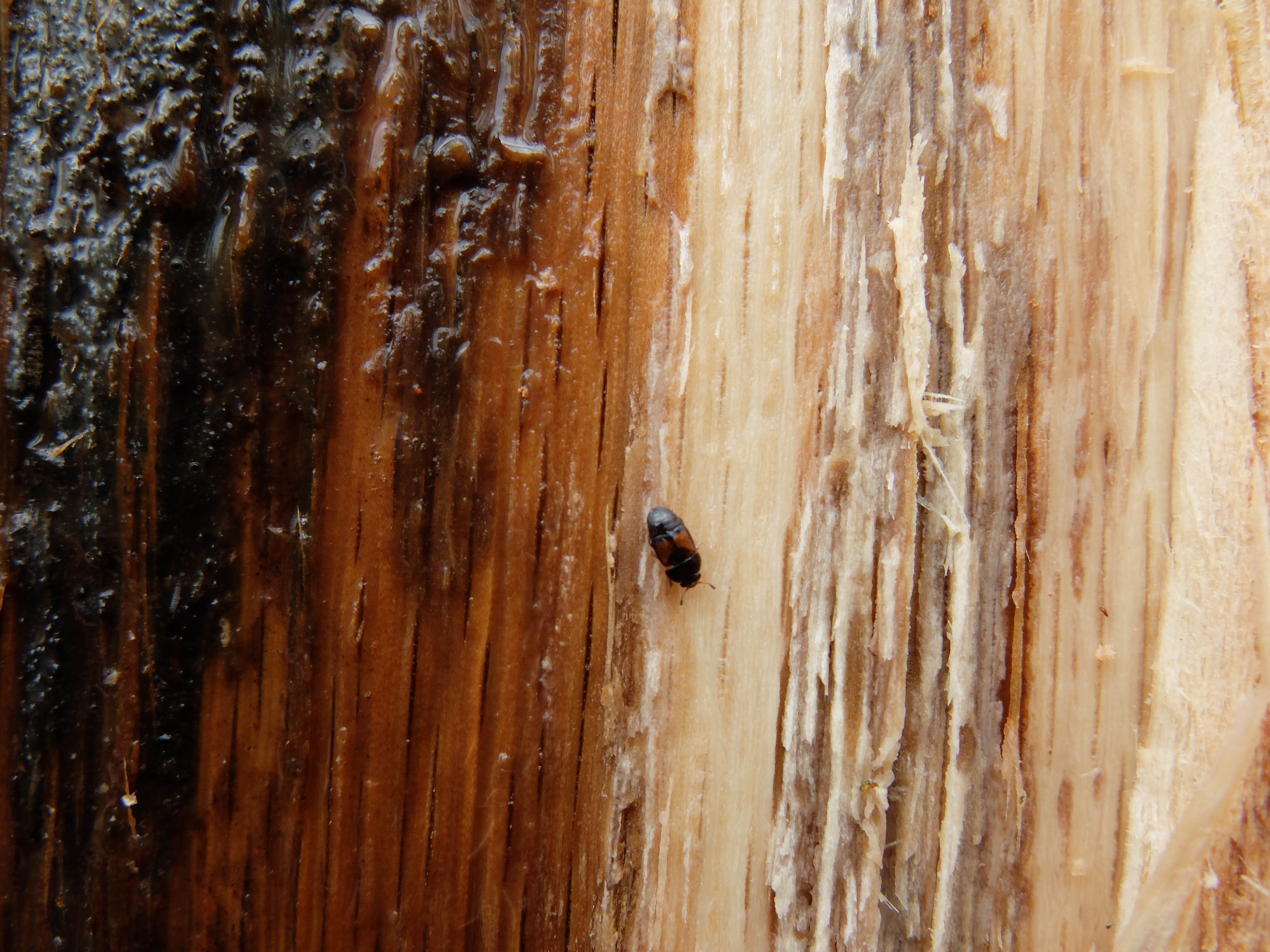 A tiny sap beetle on a tree.